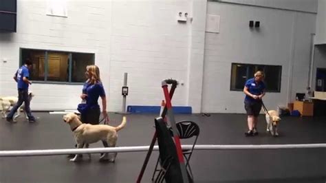 guide dog training centre